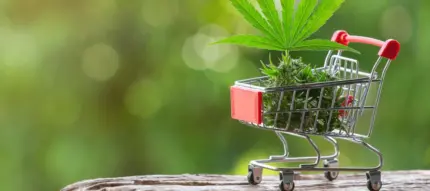 ONLINE BRAND STORE OR ONLINE MARKETPLACE OR BOTH? HOW CAN CANNABIS MERCHANTS DECIDE?
